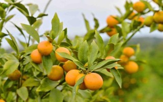 金桔的栽培种植技术，栽种金桔需要肥沃松软的土壤