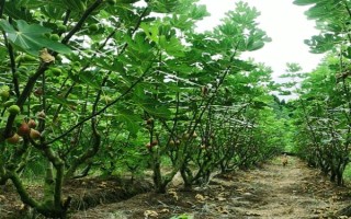 无花果的种植前景，当前市场需求大前景可观