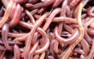 黑蚯蚓和红蚯蚓哪个钓鱼好