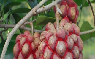 黑老虎的扦插育苗技术，最好在秋季可进行