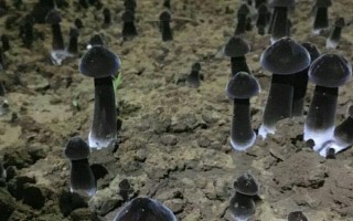 鸡枞菌的种植栽培技术，将种植温度保持在25-30℃为佳