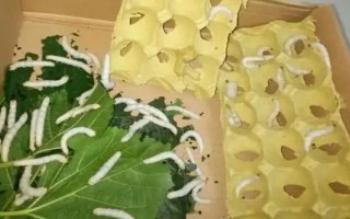 幼蚕宝宝怎么养护，要经常将纸盒中的碎渣