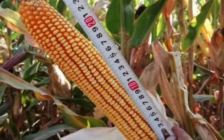 中单882玉米品种的特性，注意及时防治玉米螟与瘤黑粉病