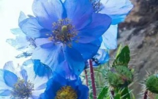 昆明市的市花,是云南山茶花