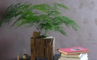 文竹长长藤的寓意，寓意着永恒