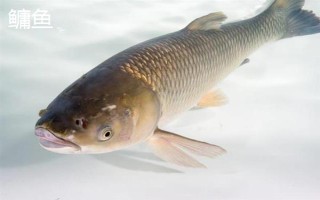 几号新关东钩能够大小通杀，0.3号钩可以勉强做到