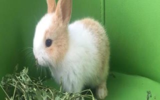 兔子的食物，一般喜食青草