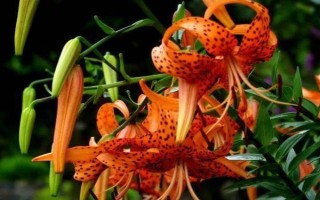 百合的品种，分为卷丹百合、美丽百合、山丹百合等