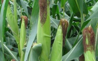足玉607(试验名称:足玉9号)玉米品种的特性,中抗锈病