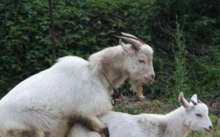 羊怎么配种，以自然交配、人工授精为主