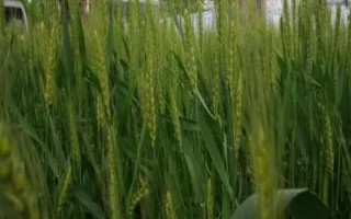 冬小麦如何提前做好防冻工作，应保护好幼苗、浇水补灌等