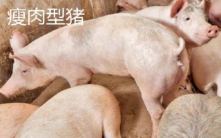 瘦肉型猪和肥肉型猪的区别,瘦肉型猪的身体呈流线型