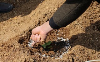 磷肥施用方案，要因土施用