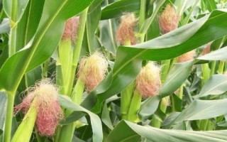 华强128玉米种子介绍，基肥应每亩施30千克