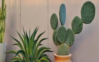 仙人掌有什么花语，具有坚强、等待、心底的爱等含义