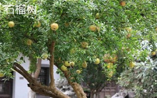 阳光不足的地方适合种什么果树，适合种枇杷树、石榴树等