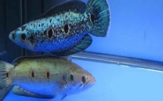 七彩海象简介,体长可达40-60厘米