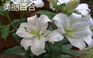 百合花的价格,遇到特殊节日往往会涨价