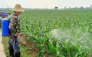 怎么防治玉米的虫害，轮作倒茬、清洁田园可减少初侵染源