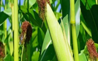 黑蒙1225玉米种子简介,4月下旬至5月上旬播种