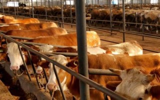 养牛防疫注意事项,接种疫苗时切勿超剂量使用