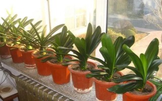 君子兰不长新叶怎么处理,需更换土壤、修剪烂根等