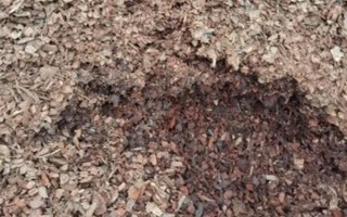 种植石斛的条件,温暖湿润、阳光充足、土质疏松的地方适合种植