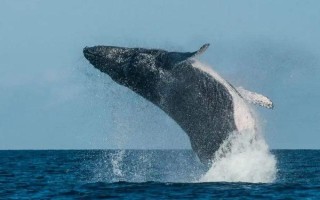 鲸鱼怎么受孕，到了繁殖期会自行择偶交配