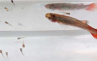 孔雀鱼一生可以生几次，一生可以产20左右次