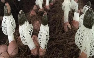 目前我国人工栽培的食用菌有几种，大概种植100种、有50多种可形成商品