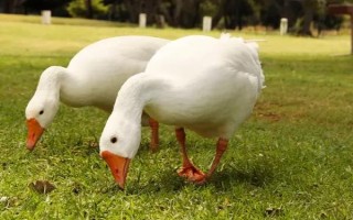 鹅能当宠物养吗，鹅可以当宠物养