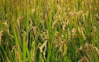 粤齐新占水稻种子特点，感温型常规稻品种