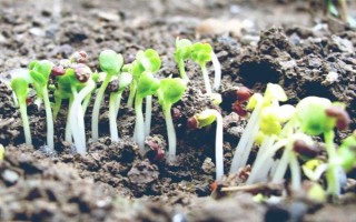 白菜的生长周期是多久，生长周期为55-100天左右