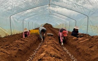 黄姜怎么种植，施入基肥再开沟播种