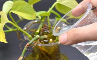 绿萝的水培方式,每隔3-7天换一次水
