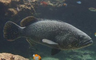 珍珠石斑鱼的日常管理方法，要及时的进行分养