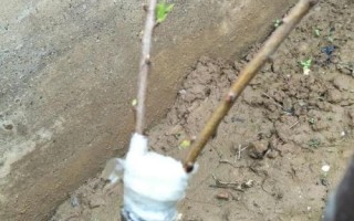 李子树苗的品种推荐，脆红李和胭脂李市场认可度高