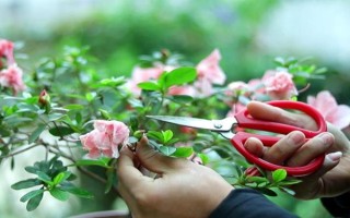 杜鹃花怎么修剪能开花爆盆，要在植株花期结束后进行