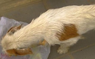 狗狗营养不良的症状，会出现精神状态差、身材瘦小、毛发粗糙等症状