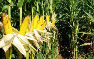 金盛1号玉米种子介绍，种植密度不宜过大