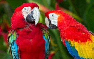 鹦鹉的品种介绍，常见的有虎皮鹦鹉、亚历山大鹦鹉等