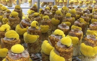 桑黄的种植方法,适宜生长在富含丰富腐殖质的栽培基质中