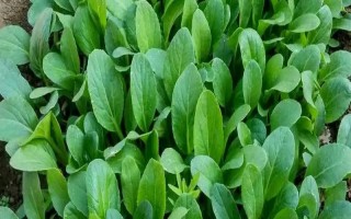春天适合种什么农作物,适合种玉米、春大葱、茄子等