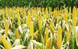 民沣66玉米种子特征特性,播种时采用等行距60厘米