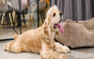 狗狗为什么呼吸困难，常见以下5个原因