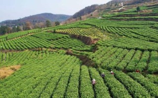 中国有哪十大茶叶品牌，西湖龙井、洞庭碧螺春等品牌榜上有名