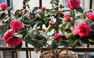 家里不能养茶花的原因,属于迷信的说法