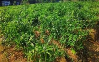 黄精的外观，根茎呈圆柱状、花朵与雨伞相似