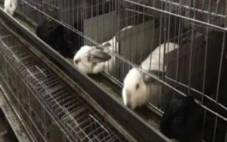 野兔散养场地的建设方法,需要建设仿野生环境