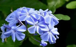 蓝雪花修剪后如何养护，将其放置光线柔和的通风环境中养护